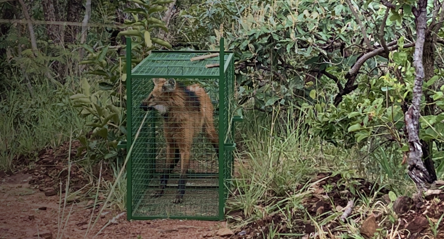 Lobos guarás resgatados já adultos