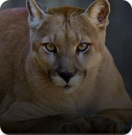 FELÍDEOS Banner