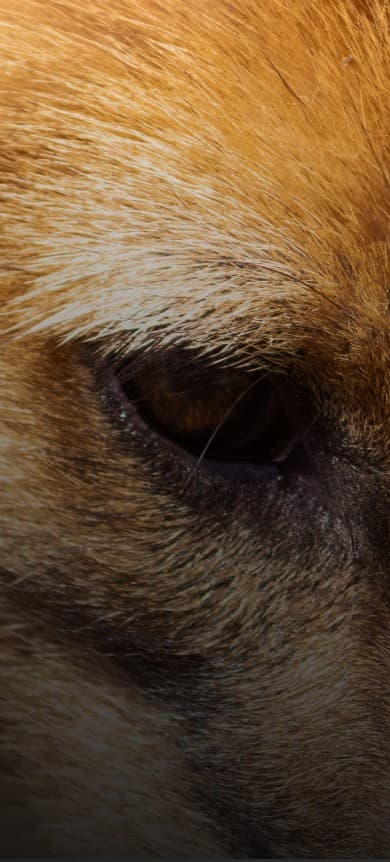 Foto da lobo guará Pequi