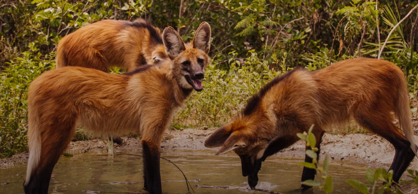 Lobos guarás resgatados já adultos