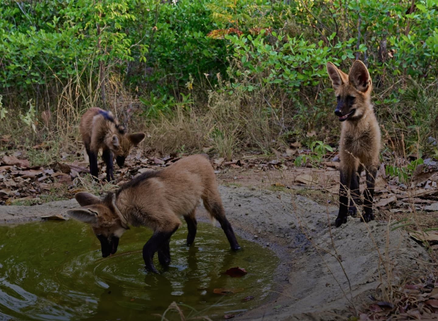Lobos guarás resgatados quando eram filhotes