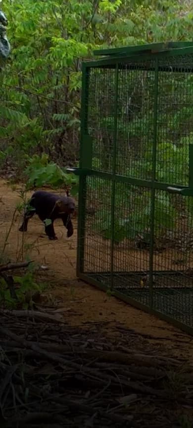 Pesquisador da ONG Jaguaracambé trabalhando no projeto de AVALIAÇÃO SANITÁRIA