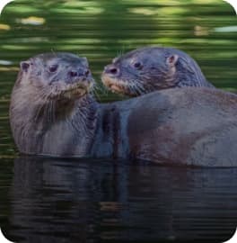 mustelídeos Banner